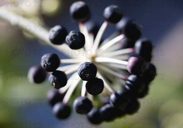 Fatsia Japonica, Japanese aralia