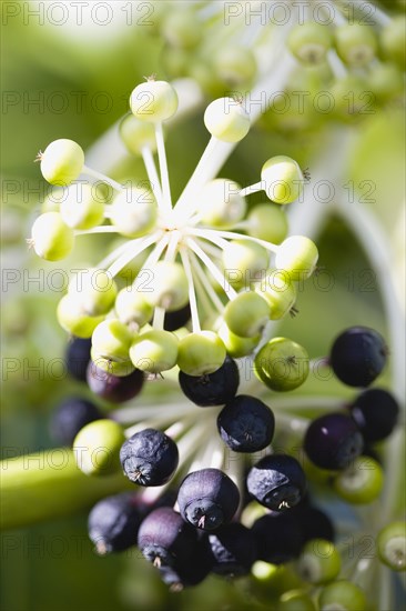 Fatsia Japonica, Japanese aralia