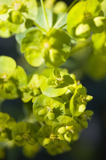 Euphorbia amygdaloides robbiae, Wood spurge