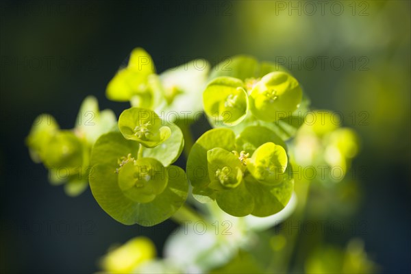 Euphorbia amygdaloides robbiae, Wood spurge