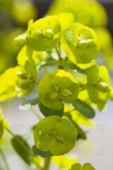 Euphorbia amygdaloides robbiae, Wood spurge