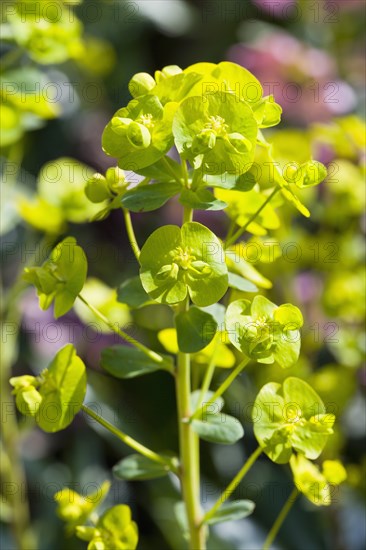 Euphorbia amygdaloides robbiae, Wood spurge