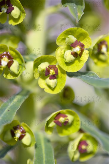 Euphorbia amygdaloides robbiae, Wood spurge