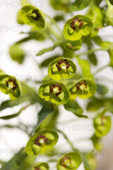 Euphorbia amygdaloides robbiae, Wood spurge