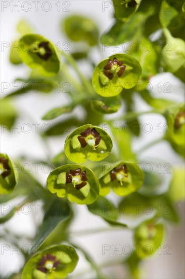 Euphorbia amygdaloides robbiae, Wood spurge