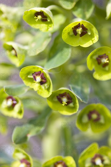 Euphorbia amygdaloides robbiae, Wood spurge