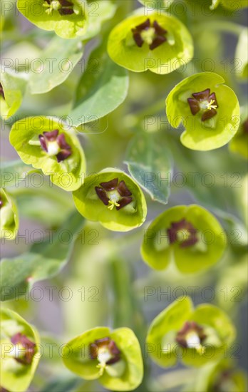 Euphorbia amygdaloides robbiae, Wood spurge