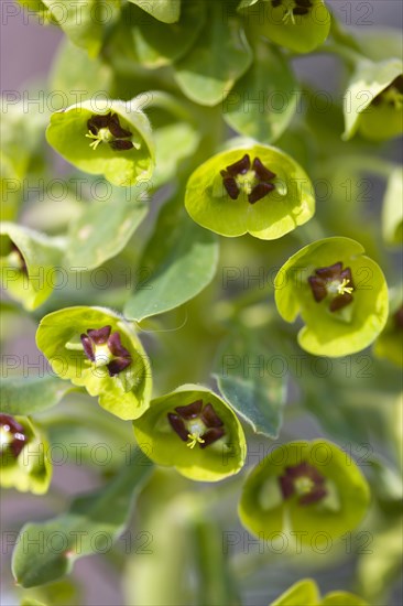 Euphorbia amygdaloides robbiae, Wood spurge