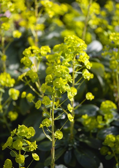 Euphorbia amygdaloides robbiae, Wood spurge