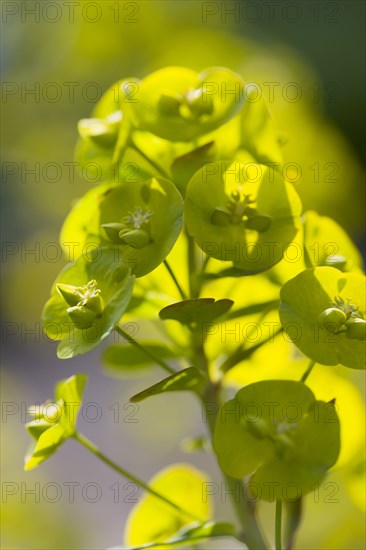 Euphorbia amygdaloides robbiae, Wood spurge