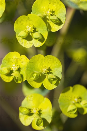 Euphorbia amygdaloides robbiae, Wood spurge