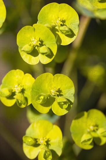 Euphorbia amygdaloides robbiae, Wood spurge