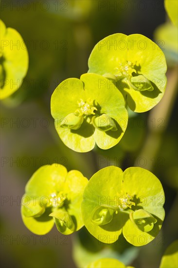 Euphorbia amygdaloides robbiae, Wood spurge