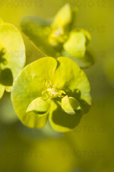 Euphorbia amygdaloides robbiae, Wood spurge