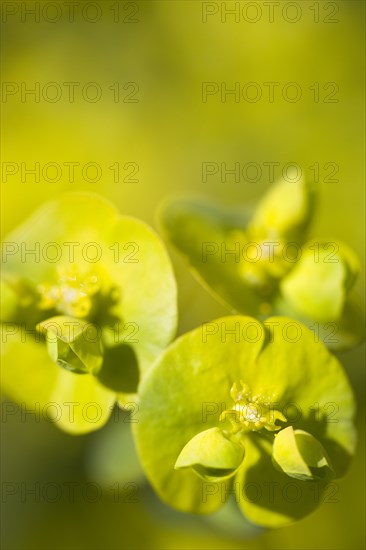 Euphorbia amygdaloides robbiae, Wood spurge