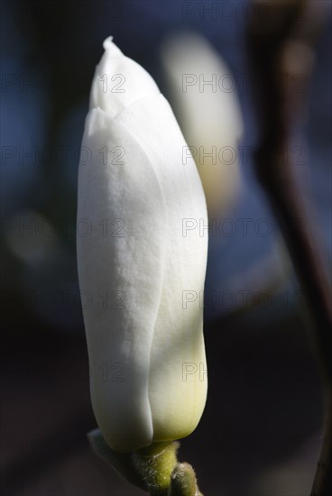 Magnolia × soulangeana 'Alba Superba', Magnolia tree