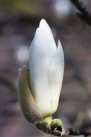 Magnolia × soulangeana 'Alba Superba', Magnolia tree