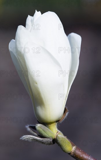 Magnolia × soulangeana 'Alba Superba', Magnolia tree