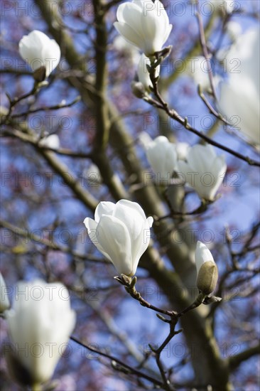 Magnolia × soulangeana 'Alba Superba', Magnolia tree