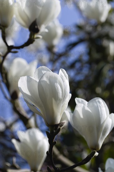 Magnolia × soulangeana 'Alba Superba', Magnolia tree