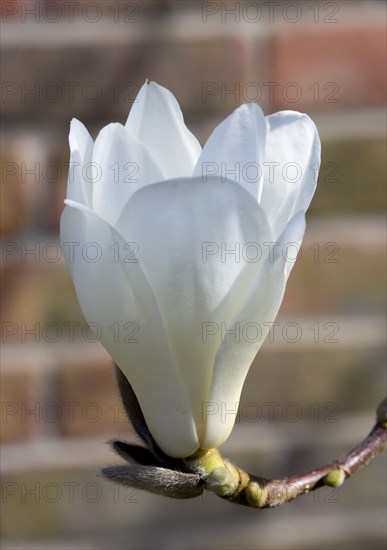 Magnolia × soulangeana 'Alba Superba', Magnolia tree