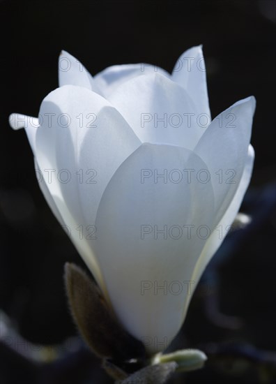 Magnolia × soulangeana 'Alba Superba', Magnolia tree