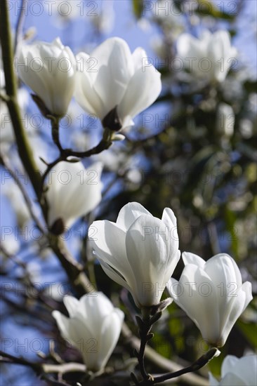 Magnolia × soulangeana 'Alba Superba', Magnolia tree