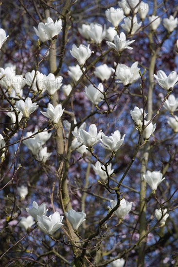 Magnolia × soulangeana 'Alba Superba', Magnolia tree