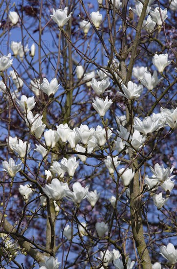 Magnolia × soulangeana 'Alba Superba', Magnolia tree