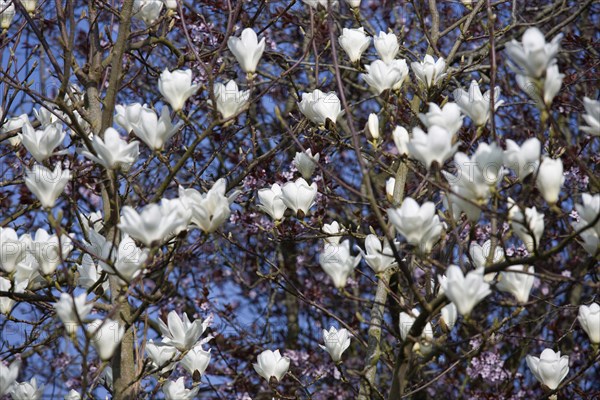 Magnolia × soulangeana 'Alba Superba', Magnolia tree