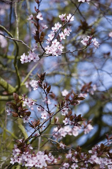 Plants, Trees, Cherry plum tree, Prunus cerasifera with pink flowering blossom on the branches in the Spring. Photo : Paul Seheult