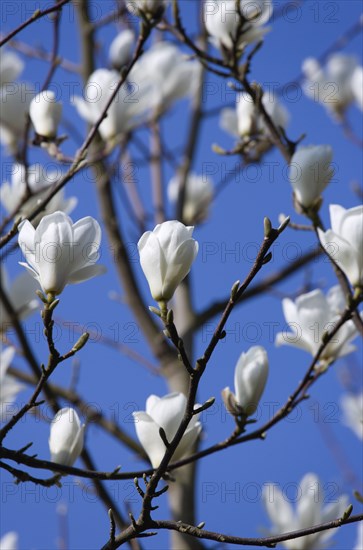 Magnolia × soulangeana 'Alba Superba', Magnolia tree