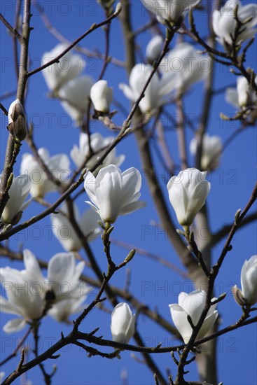 Magnolia × soulangeana 'Alba Superba', Magnolia tree