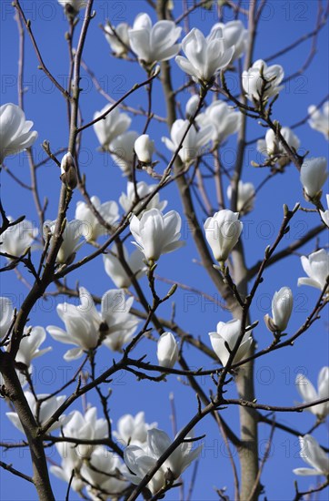 Magnolia × soulangeana 'Alba Superba', Magnolia tree