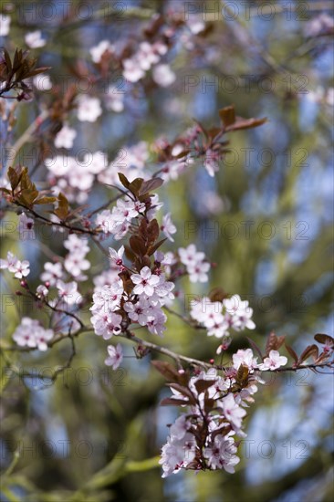 Prunus cerasifera, Cherry plum