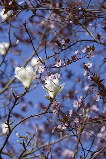 Magnolia × soulangeana 'Alba Superba', Magnolia tree