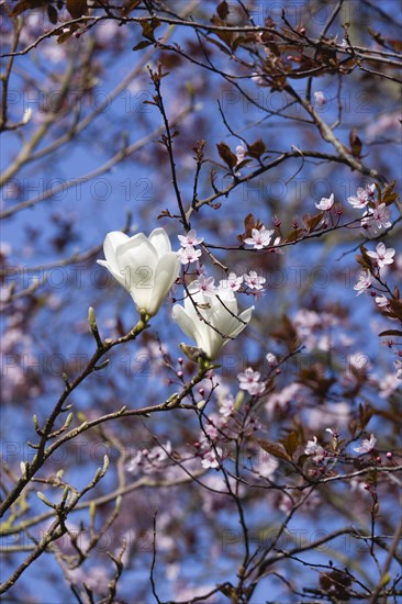 Magnolia × soulangeana 'Alba Superba', Magnolia tree