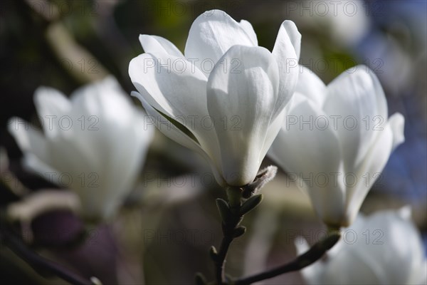 Magnolia × soulangeana 'Alba Superba', Magnolia tree