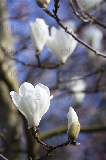 Magnolia × soulangeana 'Alba Superba', Magnolia tree