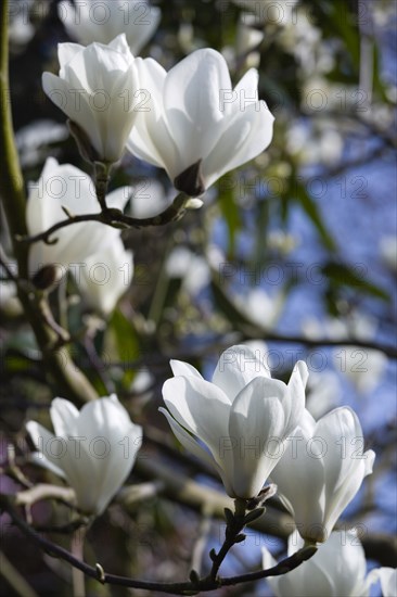 Magnolia × soulangeana 'Alba Superba', Magnolia tree