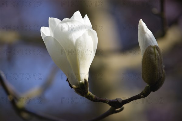 Magnolia × soulangeana 'Alba Superba', Magnolia tree