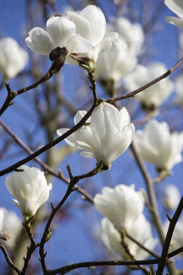 Magnolia × soulangeana 'Alba Superba', Magnolia tree