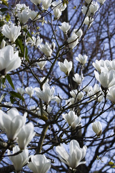 Magnolia × soulangeana 'Alba Superba', Magnolia tree