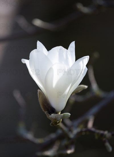 Magnolia × soulangeana 'Alba Superba', Magnolia tree