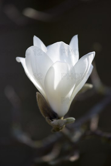 Magnolia × soulangeana 'Alba Superba', Magnolia tree