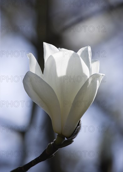 Magnolia × soulangeana 'Alba Superba', Magnolia tree