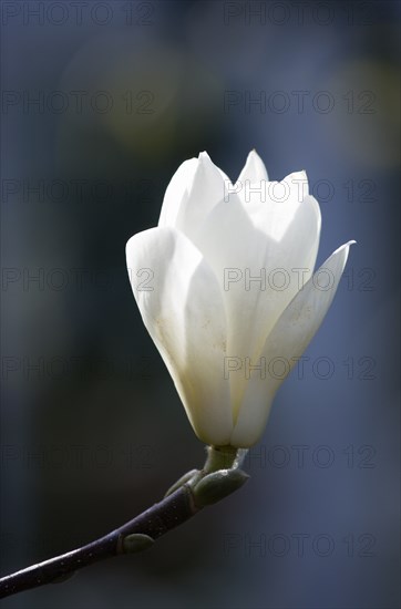 Magnolia × soulangeana 'Alba Superba', Magnolia tree