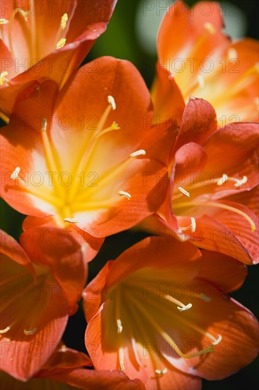 Clivia miniata, Natal lily