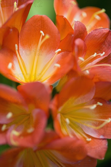 Clivia miniata, Natal lily