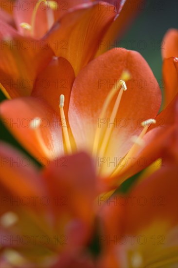 Clivia miniata, Natal lily